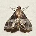 Usingeriessa onyxalis - Hodges#4767 - photo 5