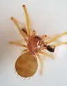 Usofila flava