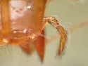 Usofila pacifica - photo 4