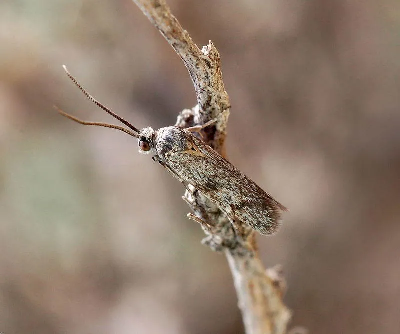 Ustyurtiidae - photo 3