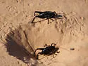 San Rafael Sand-treader Cricket