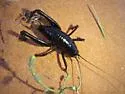 San Rafael Sand-treader Cricket - photo 3