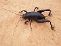 San Rafael Sand-treader Cricket - photo 4