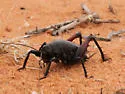 San Rafael Sand-treader Cricket - photo 5