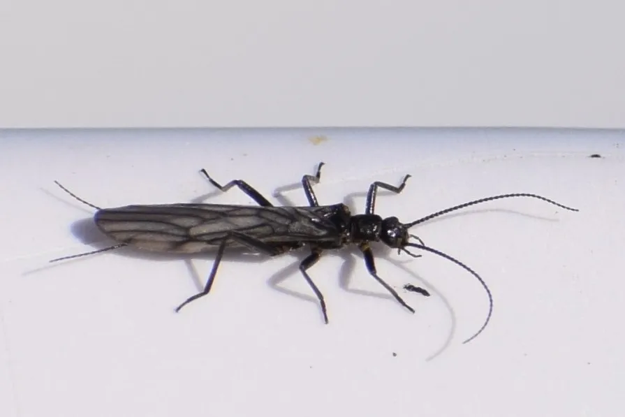 Columbian Snowfly - photo 3