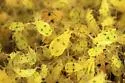 Four-spotted Hawthorn Aphid - photo 2