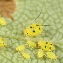 Four-spotted Hawthorn Aphid - photo 3