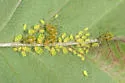 Four-spotted Hawthorn Aphid - photo 4