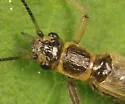 Utaperla gaspesiana - photo 2