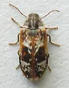 Utobium marmoratum - photo 3
