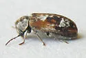 Utobium marmoratum - photo 4