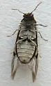 Utobium marmoratum - photo 5