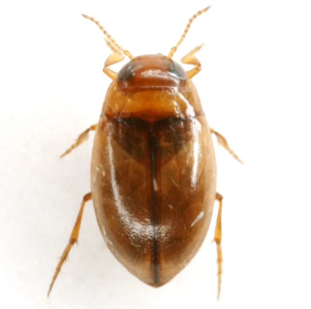 Uvarus lacustris - photo 2