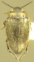 Uvarus subtilis