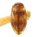 Uvarus texanus - Uvarus texanus