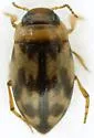 Uvarus texanus - photo 2