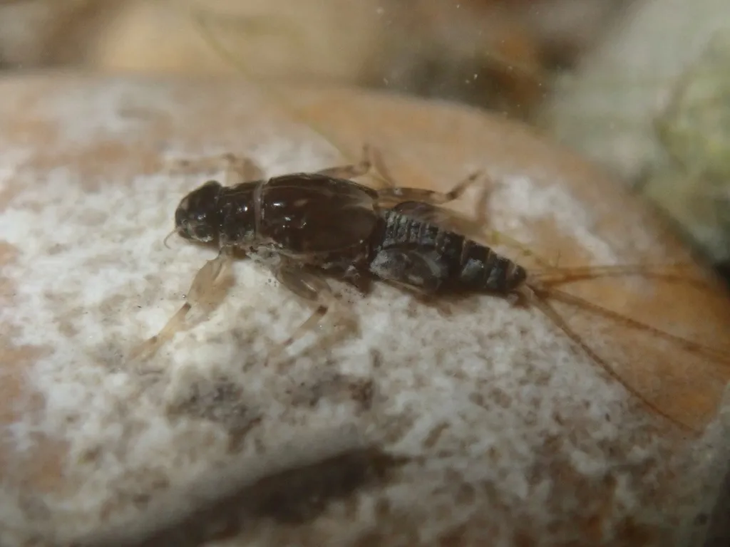 Vacupernius packeri - photo 2
