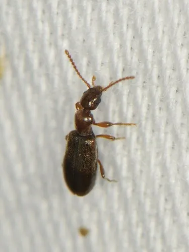Saskatchewan Ant-like Flower Beetle