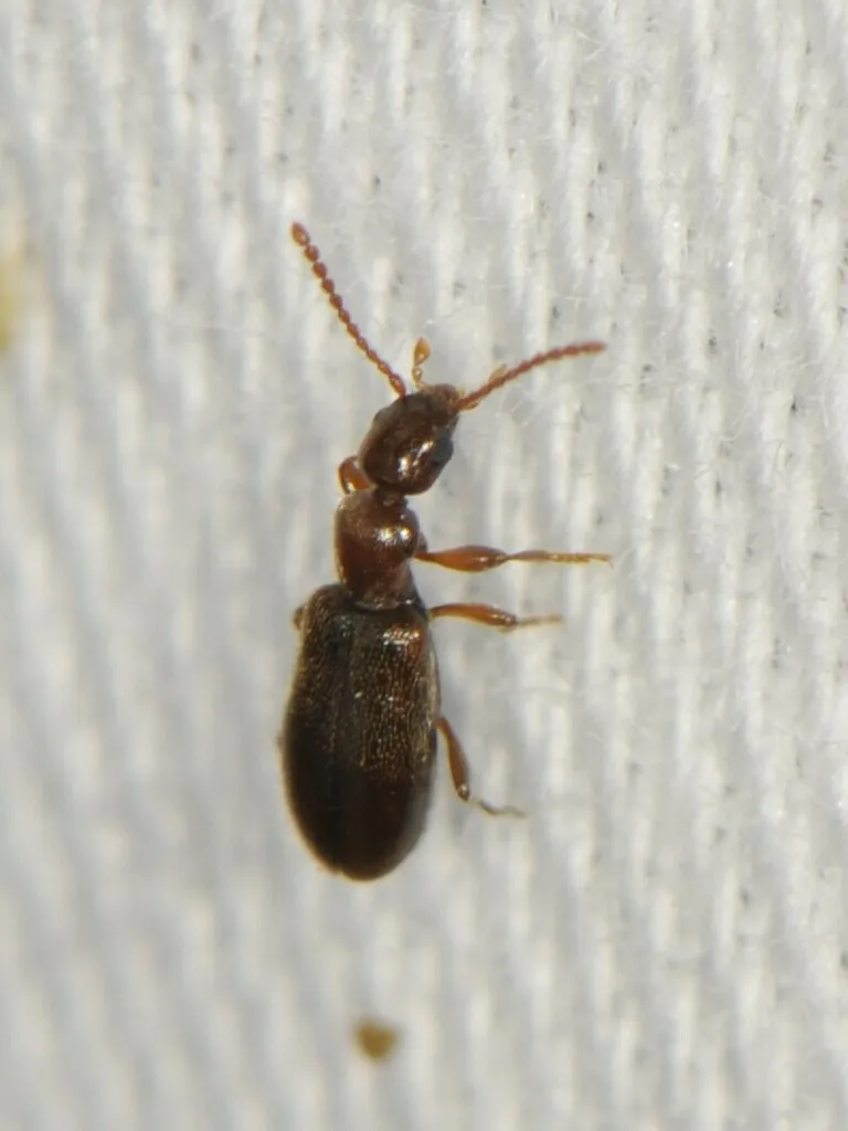 Saskatchewan Ant-like Flower Beetle - photo 2