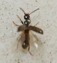 Vacusus nigritulus