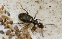 Vacusus nigritulus - photo 2