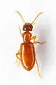 Vacusus parvus