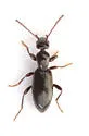Vacusus species