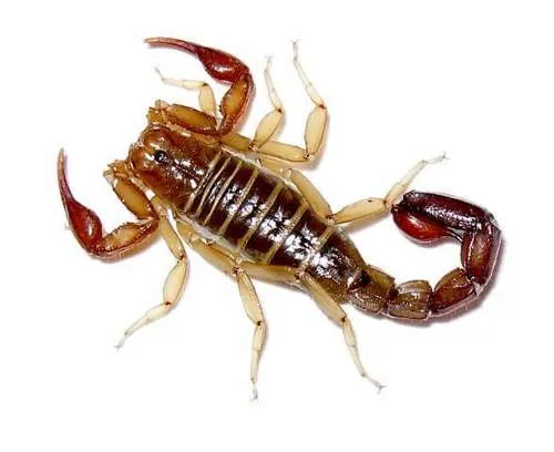Vaejovis intermedius