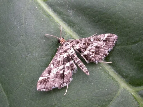 Diasemiopsis ramburialis - photo 2