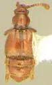 Valda frontalis