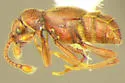 Valda frontalis - photo 2