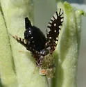 Valentibulla munda