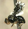 Valentibulla steyskali