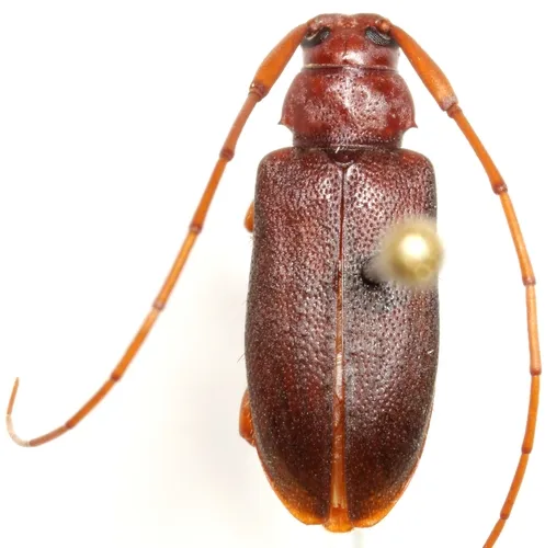 Valenus inornatus - Valenus inornatus