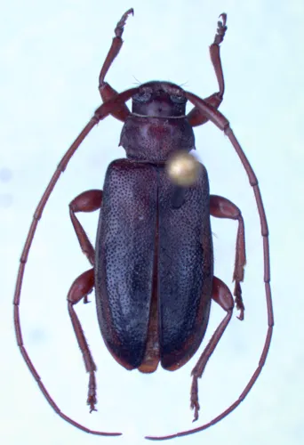 Valenus inornatus - photo 2