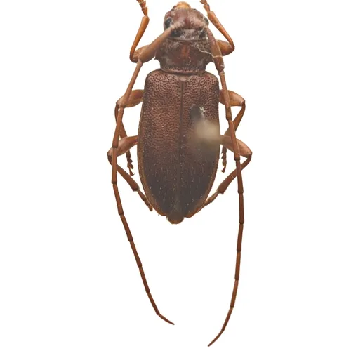 Valenus inornatus - photo 3