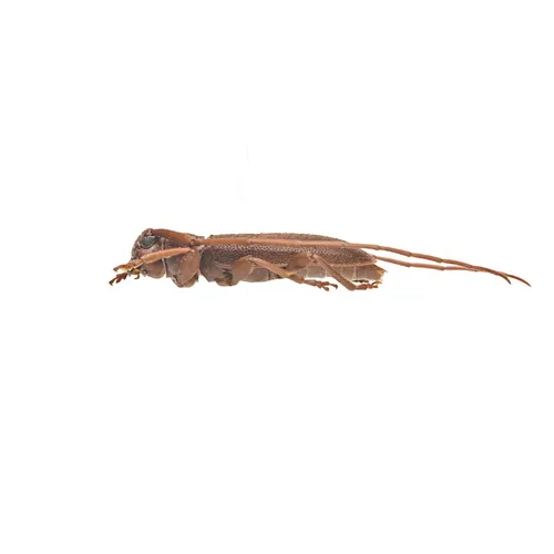 Valenus inornatus - photo 4