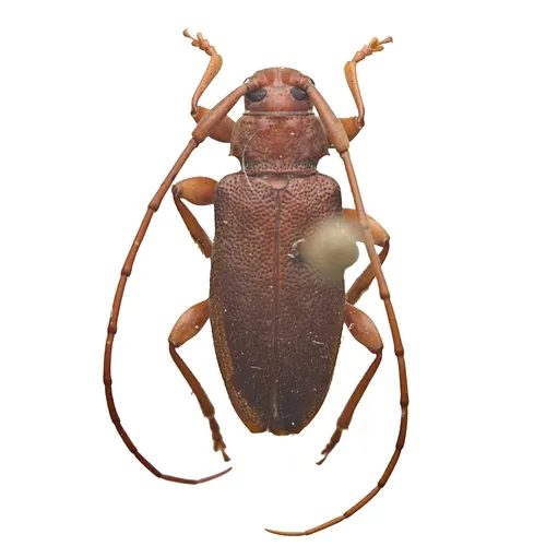 Valenus inornatus - photo 5
