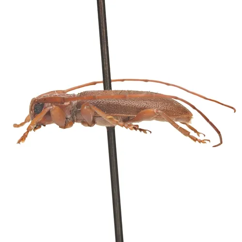 Valenus inornatus - photo 6