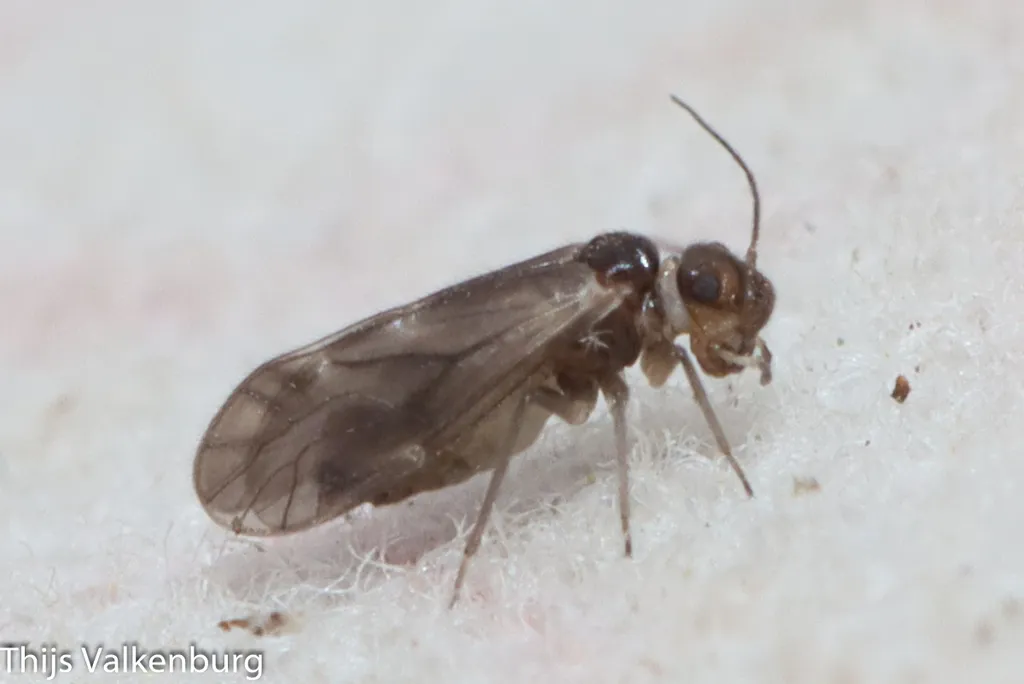 Valenzuela corsicus - photo 2