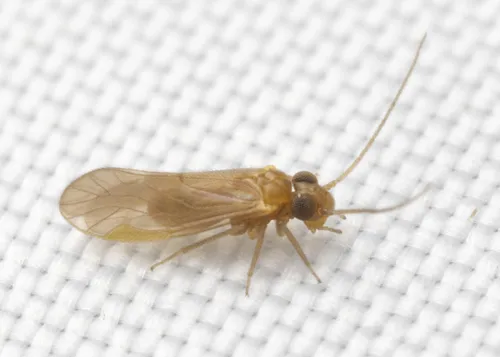 Valenzuela croesus