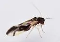 Valenzuela distinctus - photo 2