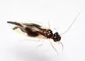 Valenzuela distinctus - photo 3