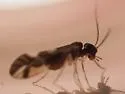 Valenzuela distinctus - photo 4