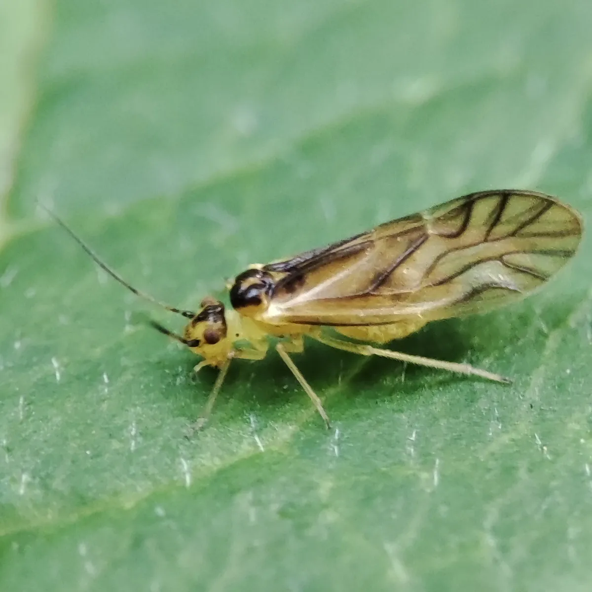 Valenzuela flavidus