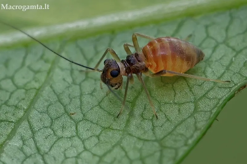 Valenzuela gynapterus - photo 2