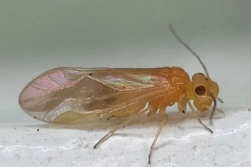 Valenzuela perplexus
