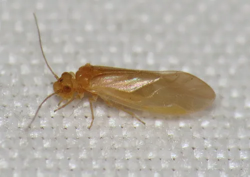 Valenzuela pinicola