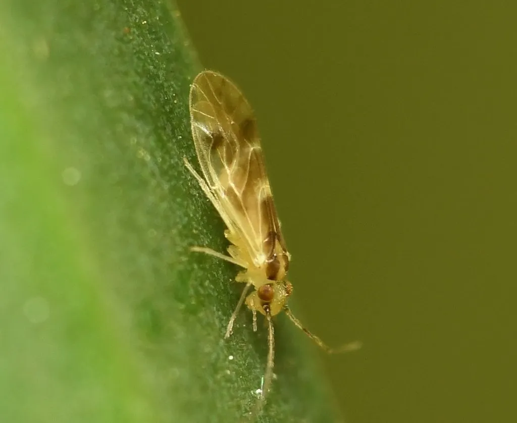 Valenzuela subflavus - photo 2