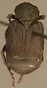 Valgus californicus - Valgus californicus